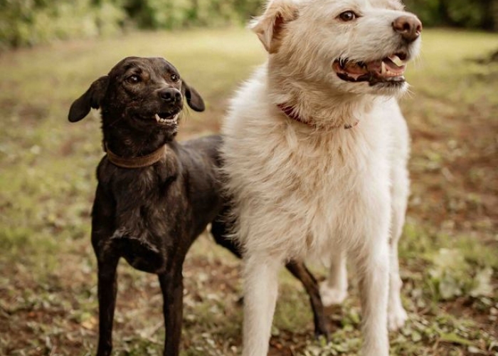 Windhund - Mix-Hund, Tiffany, Tierheim Burgdorf