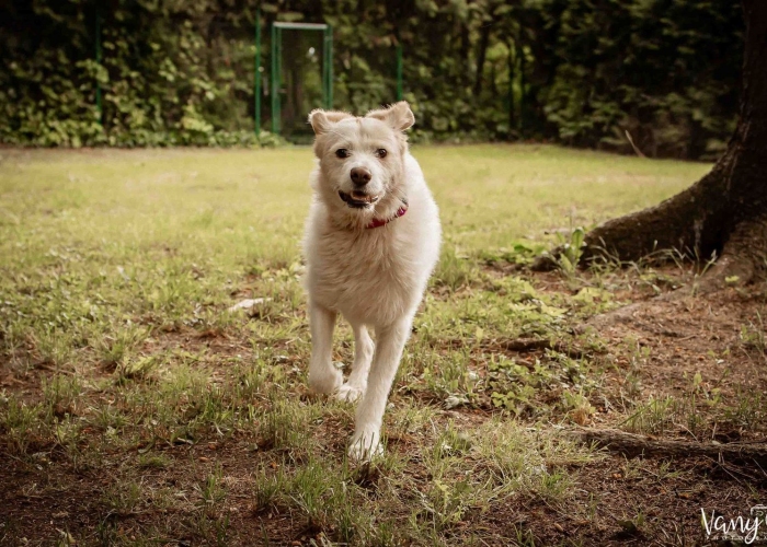 Mischling-Hund, Vicky, Tierheim Burgdorf