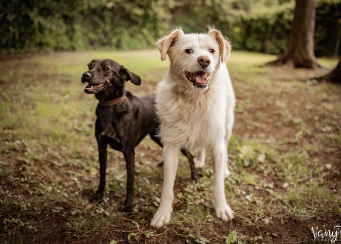 Mischling-Hund, Vicky, Tierheim Burgdorf