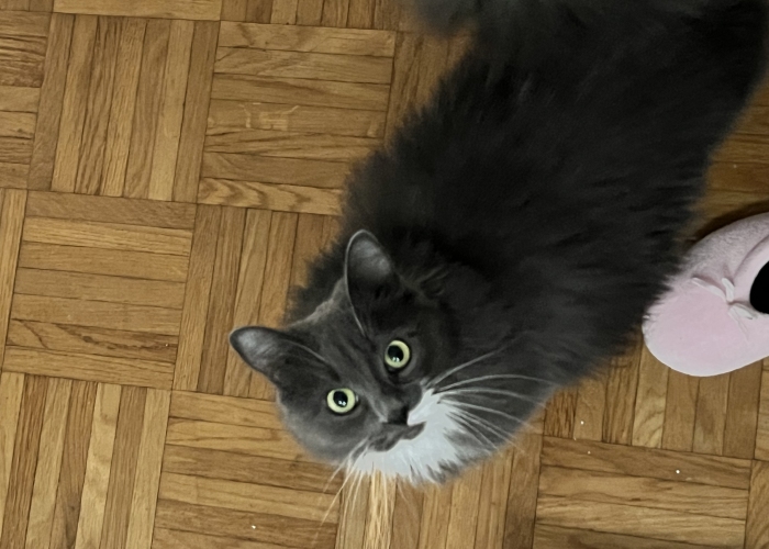 Katze, Mischling, Luna, Tierheim Burgdorf