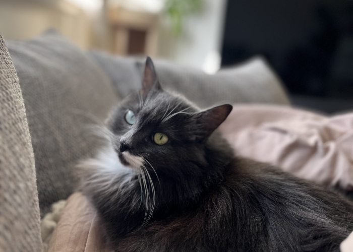 Mischling-Katze, Luna, Tierheim Burgdorf
