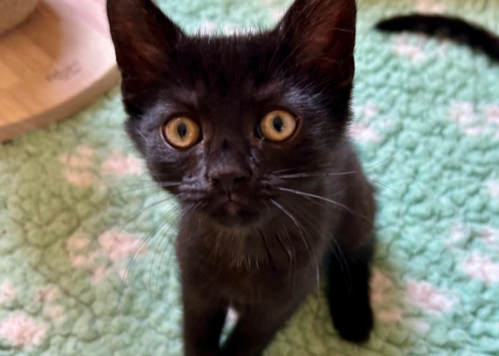 Katze, EKH, Jann-Focke und Jelto, Tierheim Burgdorf