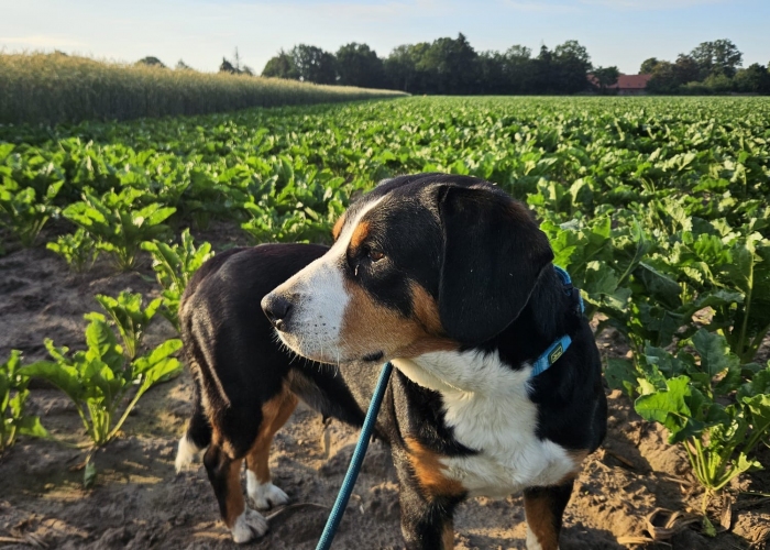 Hund, Entlebucher Sennenhund , Minnie, Tierheim Burgdorf