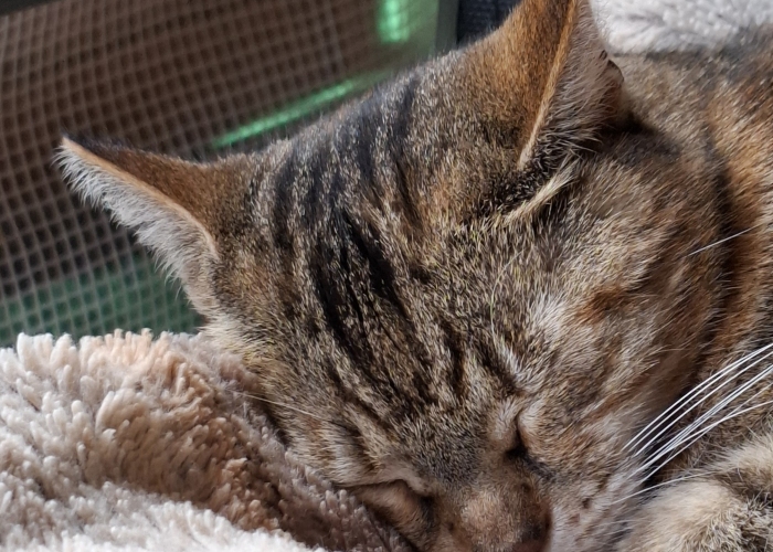 Katze, EKH, Anny, Tierheim Burgdorf