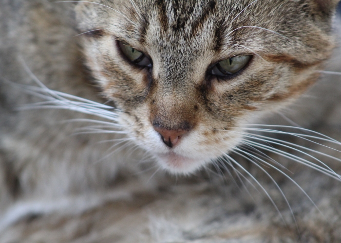 EKH-Katze, Anny, Tierheim Burgdorf