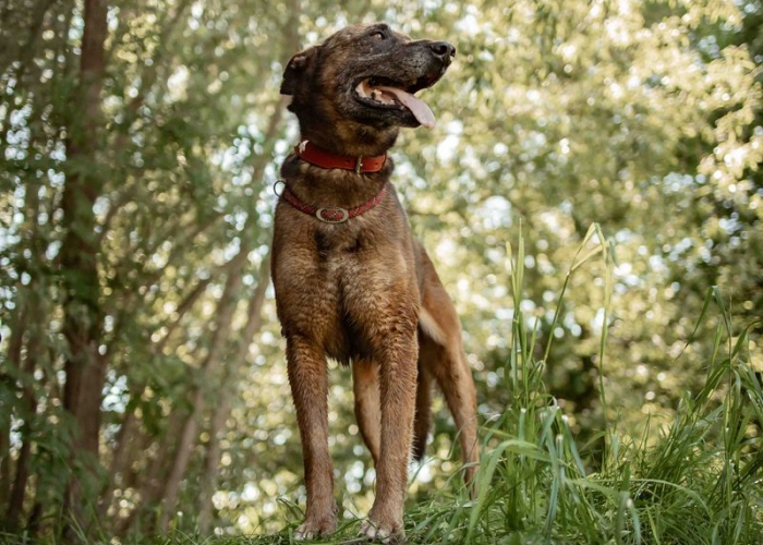 Hund, Malinois, Paddl, Tierheim Burgdorf