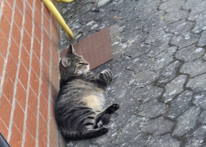 Katze, EKH, Offiziell René, gerufen Baby , Tierheim Burgdorf