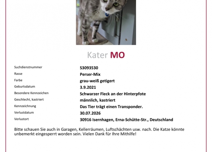 Katze, Perser-Mix, Mo, Tierheim Burgdorf