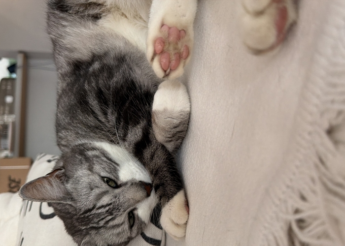 Perser-Mix-Katze, Mo, Tierheim Burgdorf