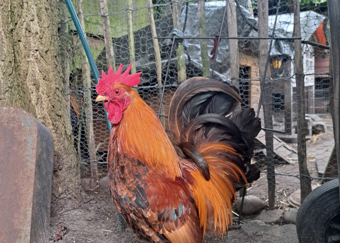 Zwerg Cochin-Chabo Mix Hahn-Vogel, Frodo, Tierheim Burgdorf
