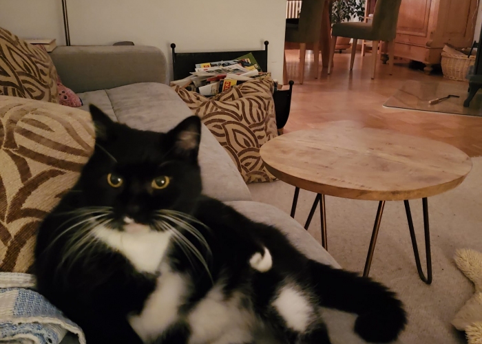 EKH-Katze, Lili, Tierheim Burgdorf