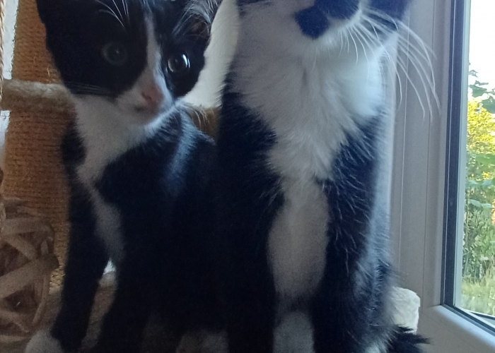 EKH-Katze, Sophie und Aggie, Tierheim Burgdorf