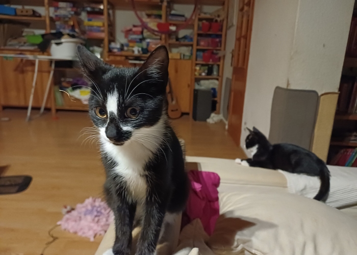 EKH-Katze, Sophie und Aggie, Tierheim Burgdorf
