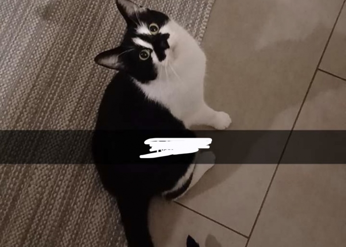 Katze, EKH, Rambo, Tierheim Burgdorf