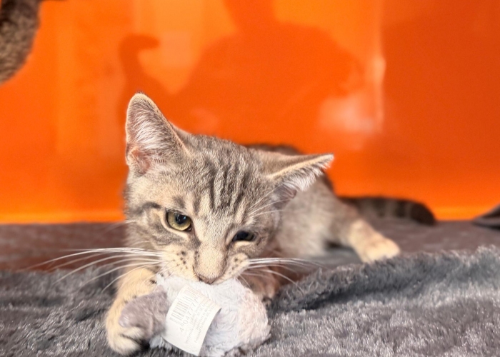 Katze, EKH, Cain, Tierheim Burgdorf