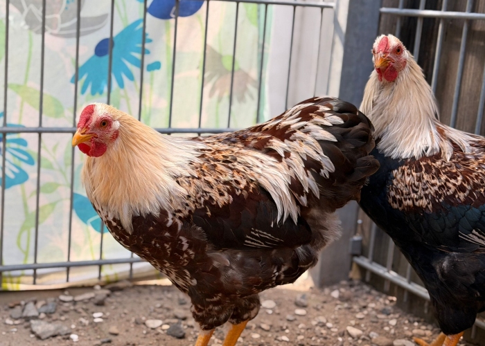Vogel, Wyandotte, Krähgor und Lothahn, Tierheim Burgdorf
