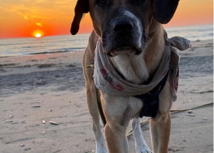 Hund, Hellinikos Pimenikós-Mix, Elios, Tierheim Burgdorf