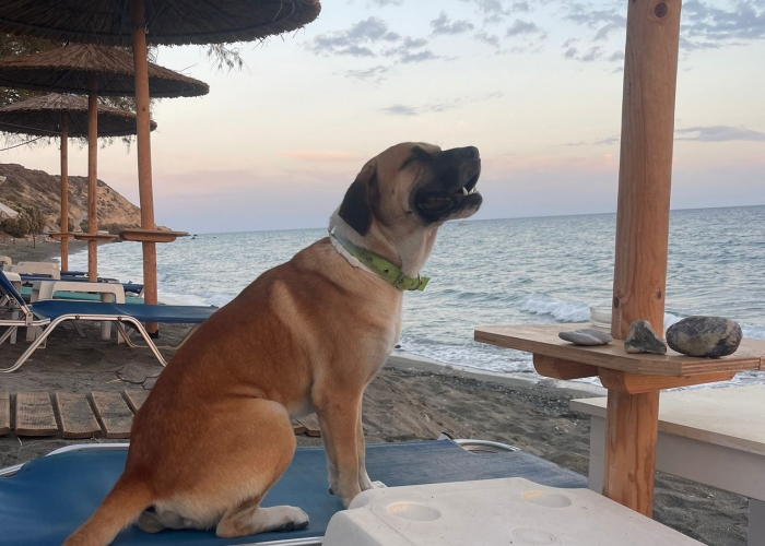 Hellinikos Pimenikós-Mix-Hund, Elios, Tierheim Burgdorf