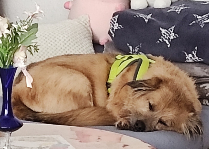 Mischling-Hund, Teddy, Tierheim Burgdorf