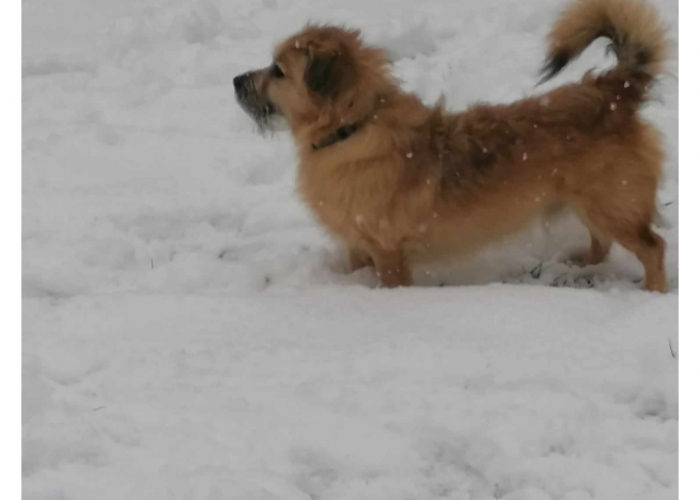 Mischling-Hund, Teddy, Tierheim Burgdorf