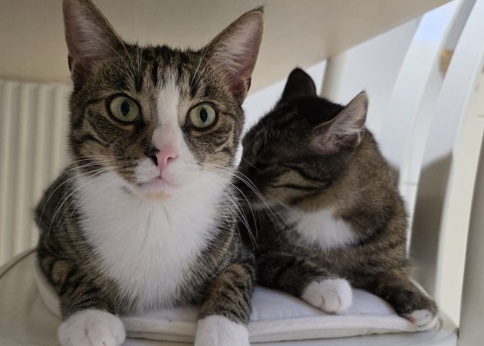 EKH-Katze, Carlo, Tierheim Burgdorf