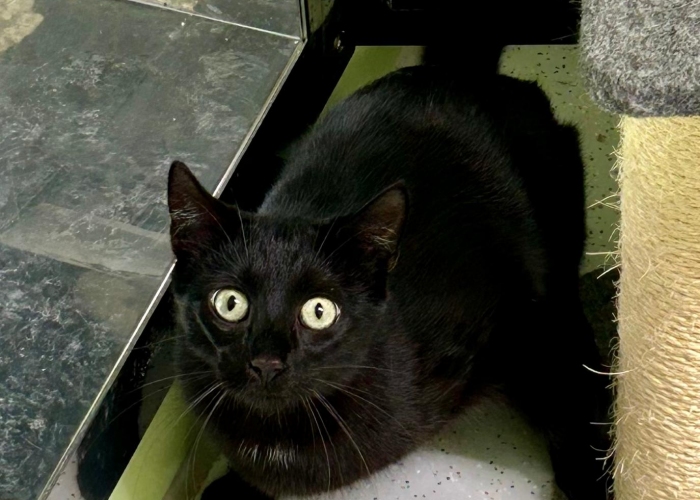 Katze, EKH, Mapo, Tierheim Burgdorf