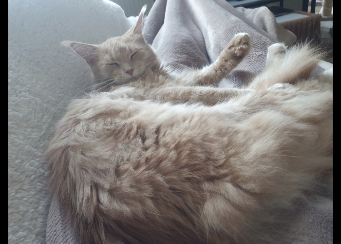 MainCoon-Katze, Miss Allie, Tierheim Burgdorf