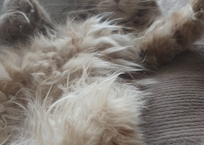 MainCoon-Katze, Miss Allie, Tierheim Burgdorf