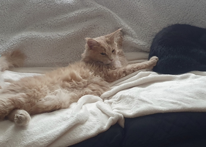 MainCoon-Katze, Miss Allie, Tierheim Burgdorf
