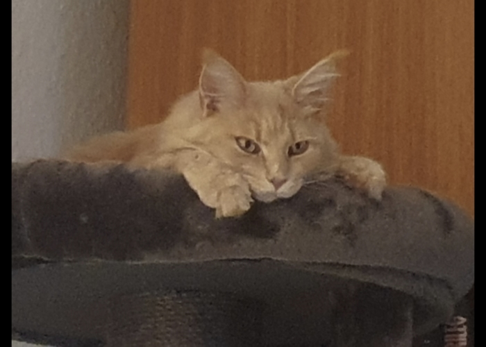 MainCoon-Katze, Miss Allie, Tierheim Burgdorf