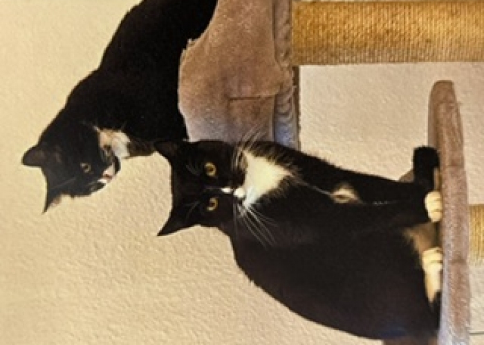 Katze, EKH, Lenny und Lotte, Tierheim Burgdorf