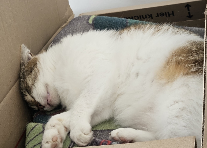 EKH Mix-Katze, Fruity, Tierheim Burgdorf
