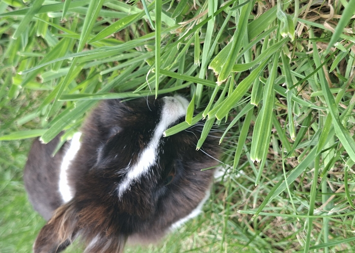Kleintier,  Löwenköpfchen/Thüringer, Holly und Bugs, Tierheim Burgdorf