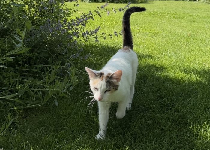 Katze, EKH, Minka, Tierheim Burgdorf
