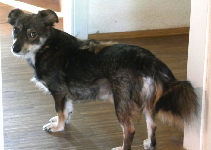 Mischling-Hund, Jack, Tierheim Burgdorf