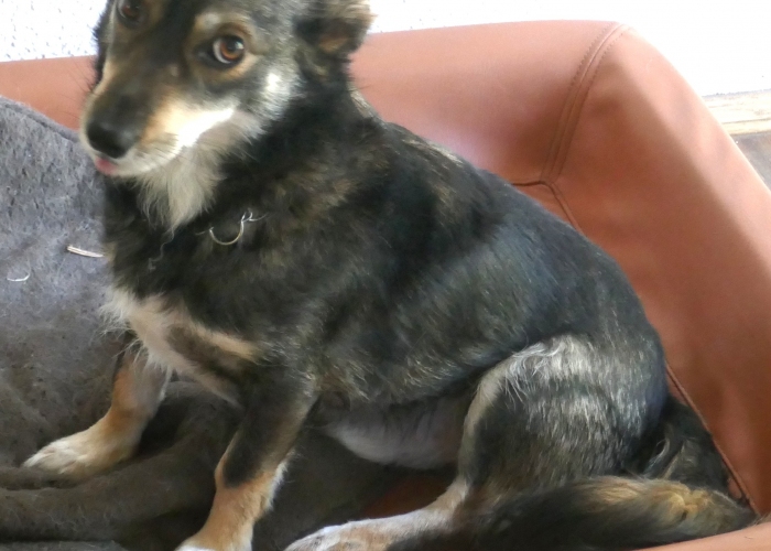 Mischling-Hund, Jack, Tierheim Burgdorf