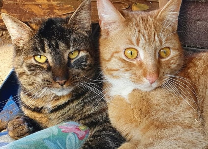 Katze, EKH, Rudi, Tierheim Burgdorf