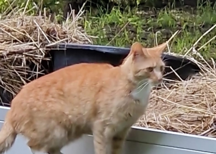 EKH-Katze, Rudi, Tierheim Burgdorf