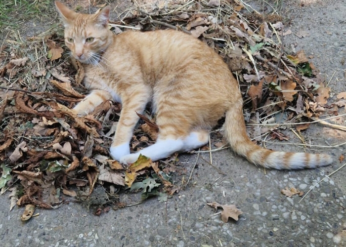 EKH-Katze, Rudi, Tierheim Burgdorf