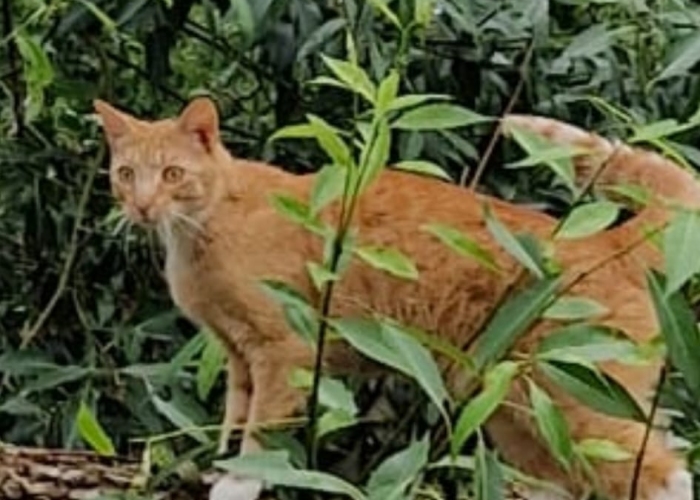 EKH-Katze, Rudi, Tierheim Burgdorf