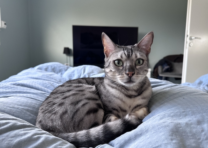 Katze, Bengal, Abby, Tierheim Burgdorf