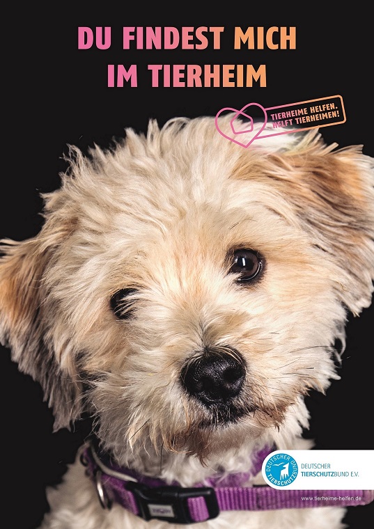 tierheim burgdorf hunde
