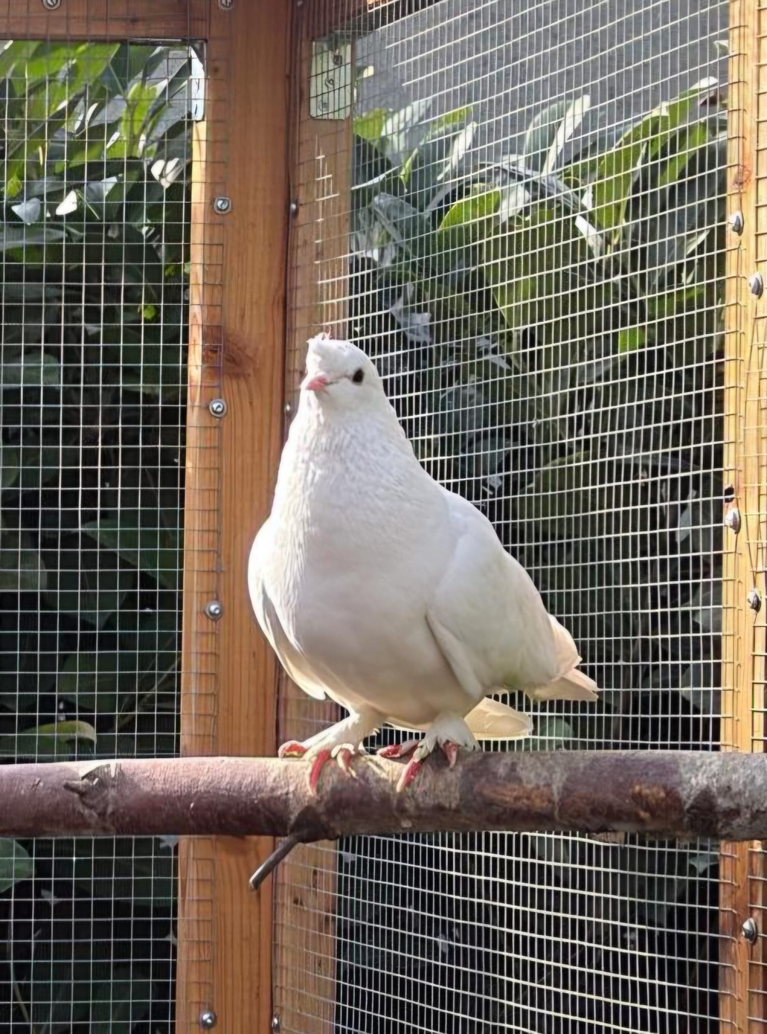Vogel, Ziertaube, Pupitar, Tierheim Burgdorf