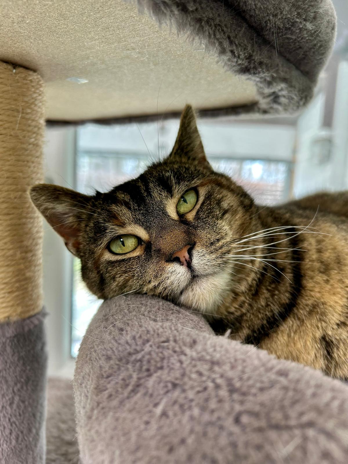 Katze, EKH, Fabi, Tierheim Burgdorf