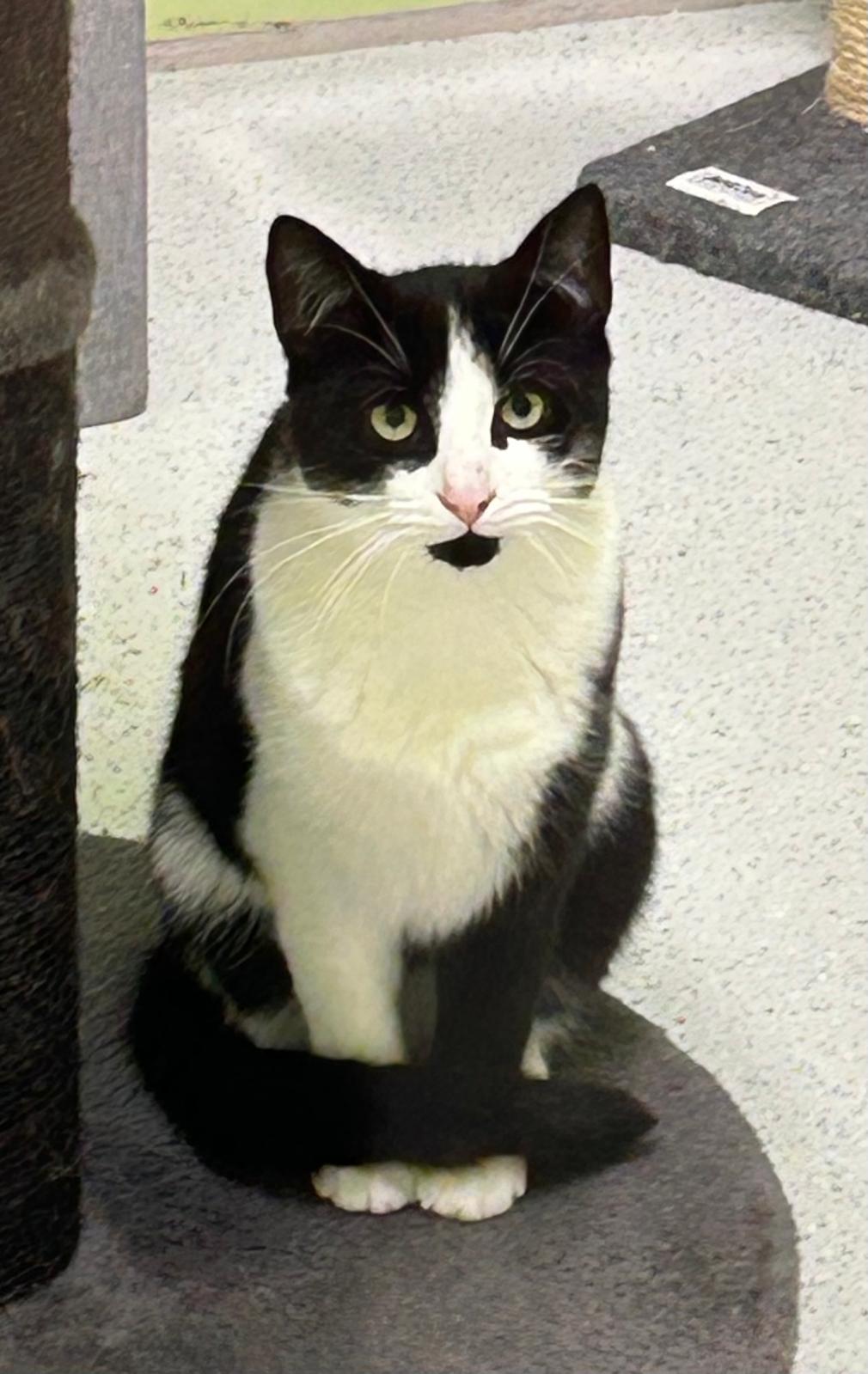 Katze, EKH, Miso, Tierheim Burgdorf
