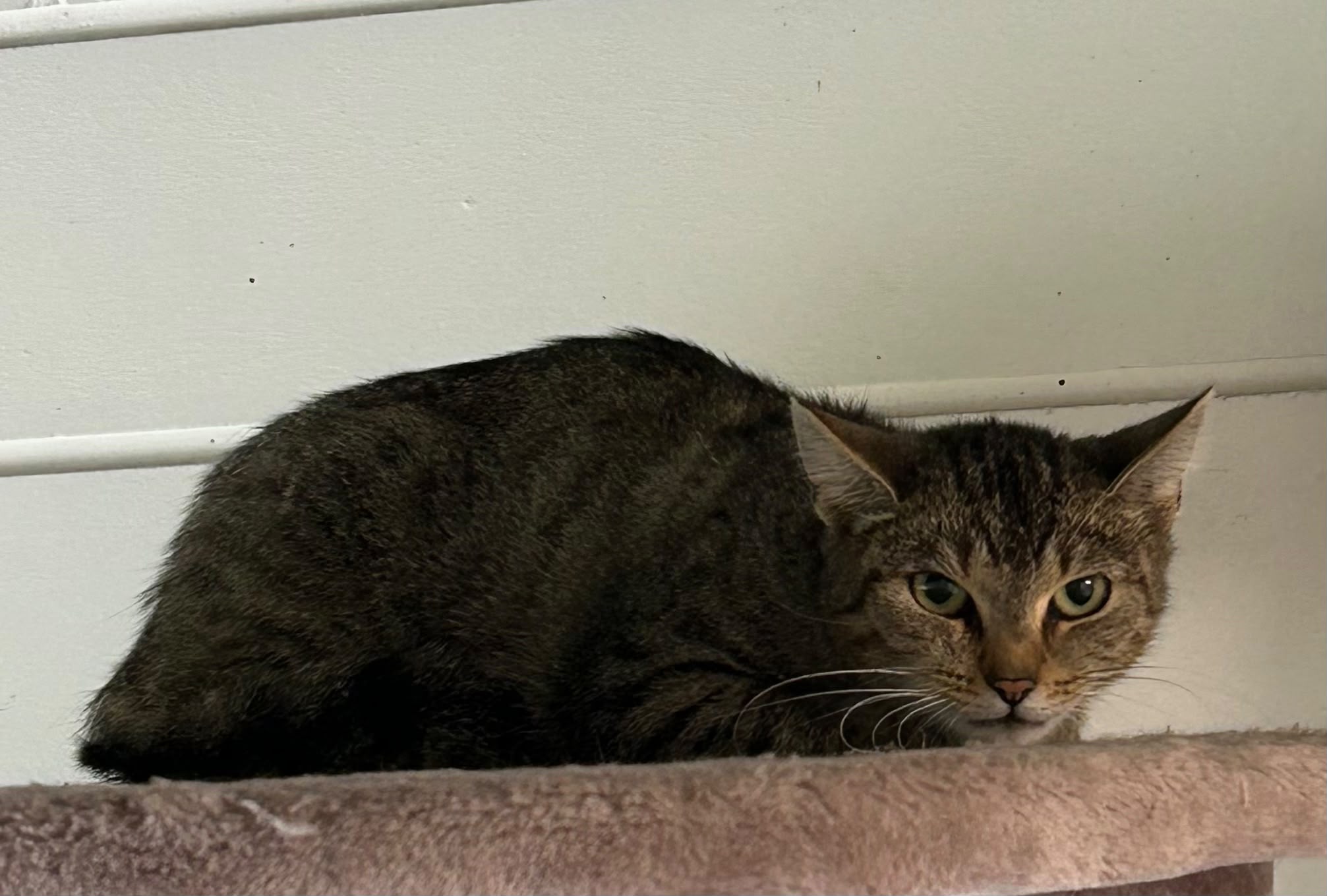 Katze, EKH, Jeanne, Tierheim Burgdorf