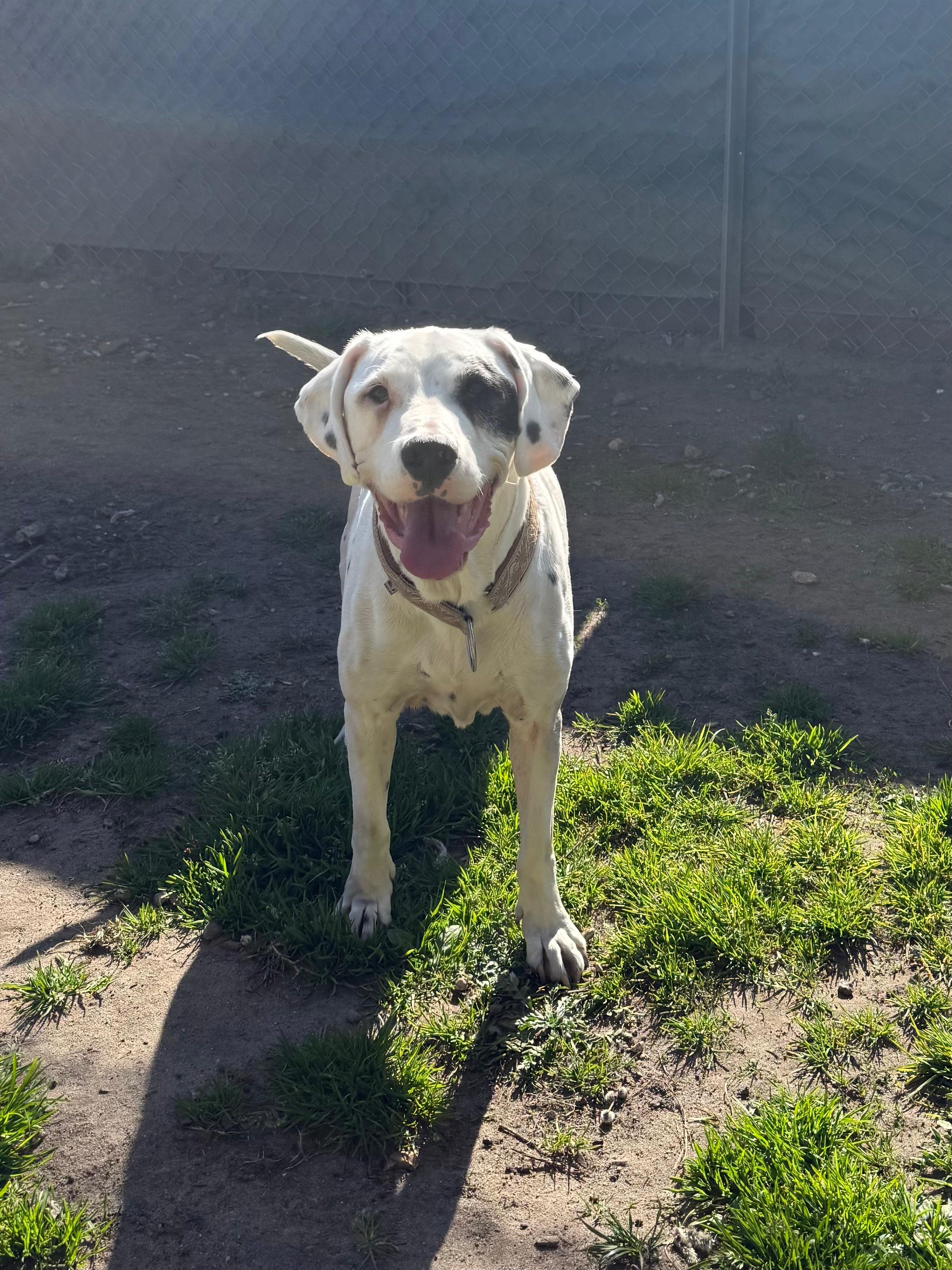 Hund, Dogo Argentino-Mischling, Sky, Tierheim Burgdorf